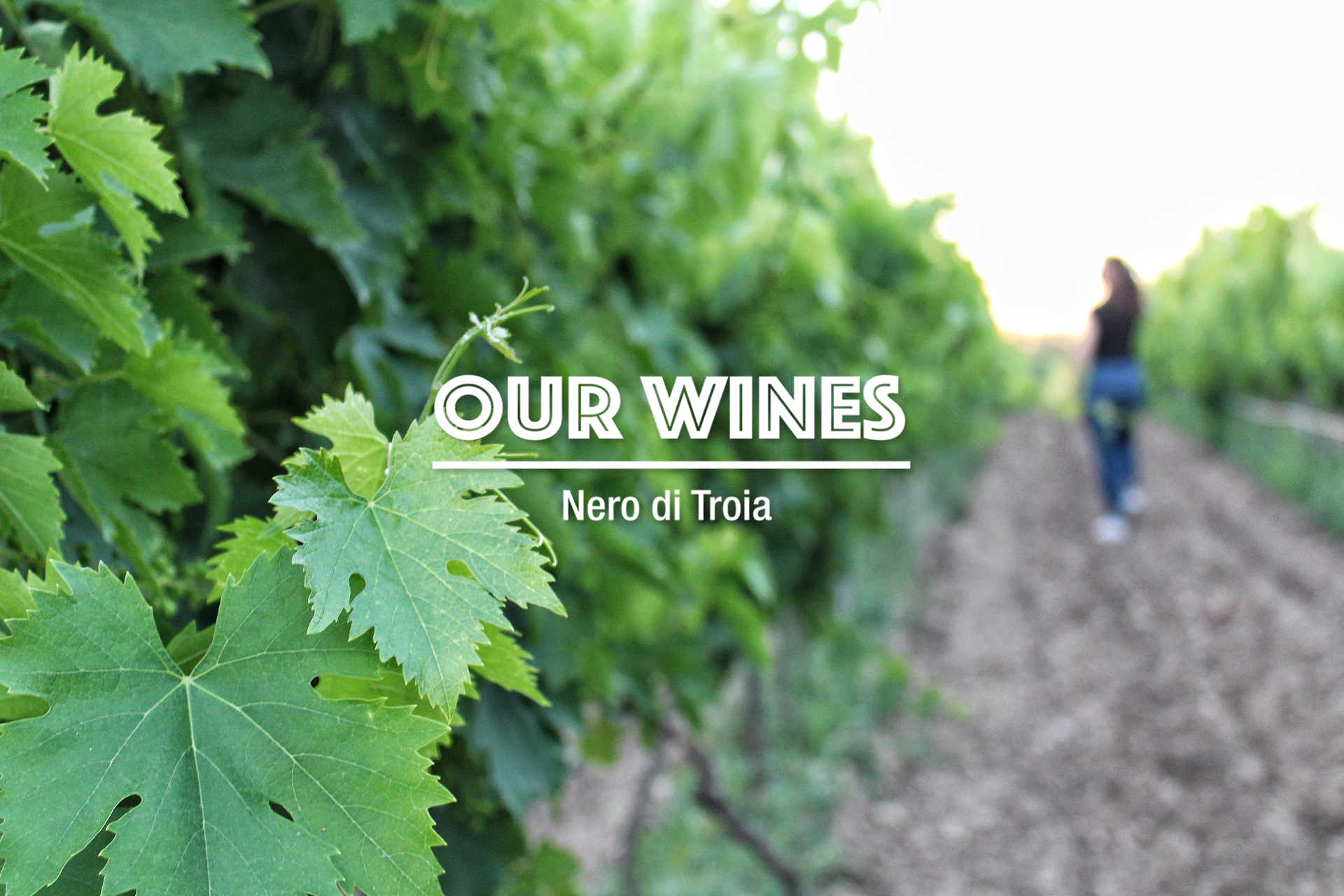 Azienda Agricola Marmo - Our Wines
